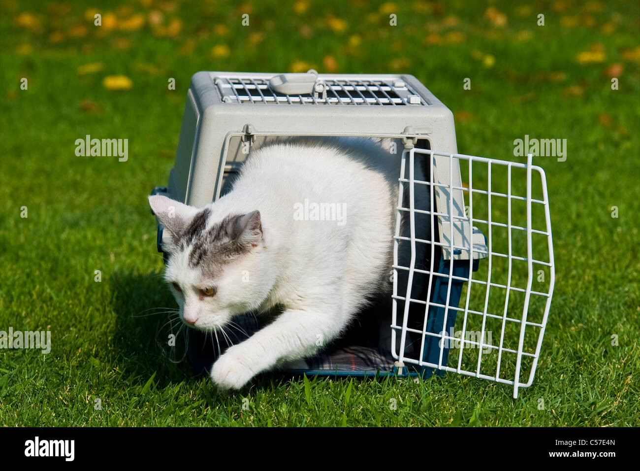 Image showcasing Cage for transporting cats Stock Photo - Alamy