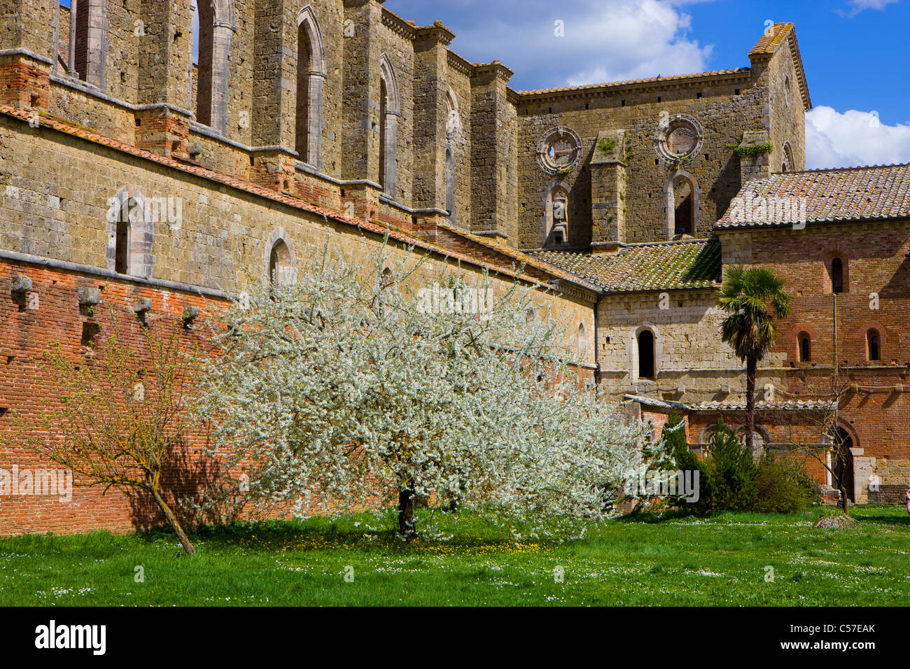 San Galgano, Italy, Europe, Tuscany, church, ruins, fruit-tree, blossoming, blossoms, flourishes, spring Stock Photo