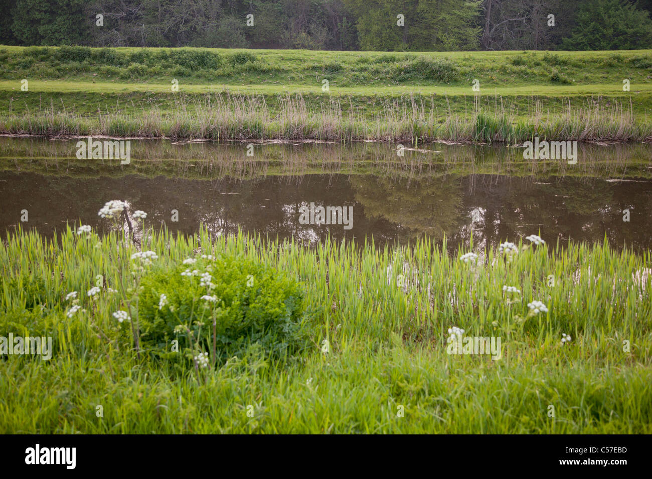 Tall grass growing on river bank Stock Photo