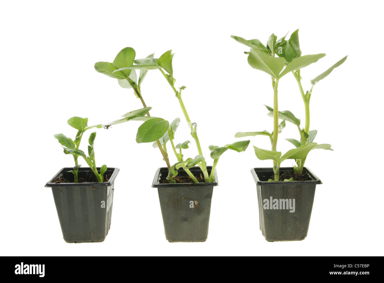 Three broad bean seedlings in pots against white Stock Photo
