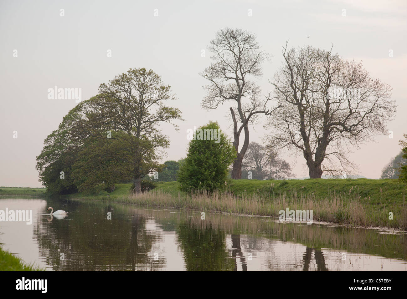Trees reflected in river Stock Photo - Alamy
