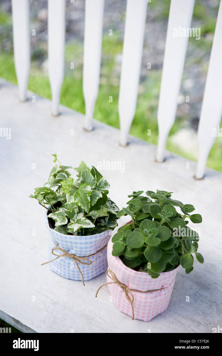 herb plant in flower pot Stock Photo