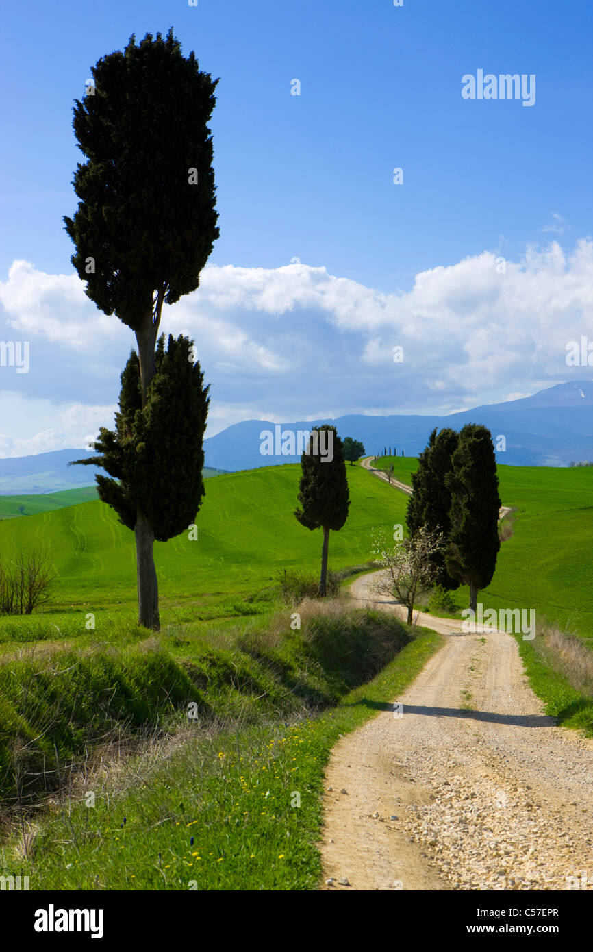 Terrapille, Italy, Europe, Tuscany, Crete, fields, way, trees ...