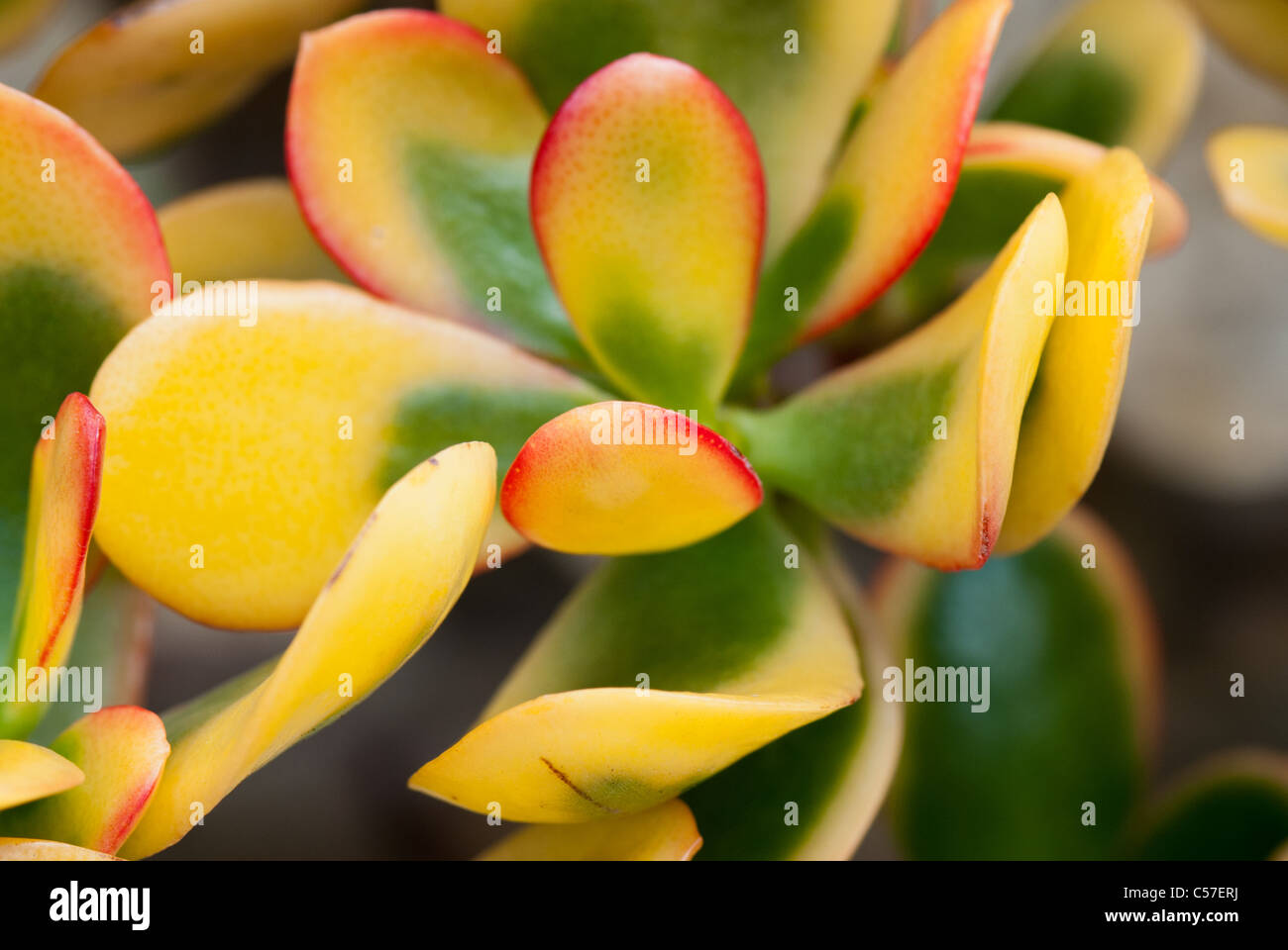 crassula ovata plant Stock Photo