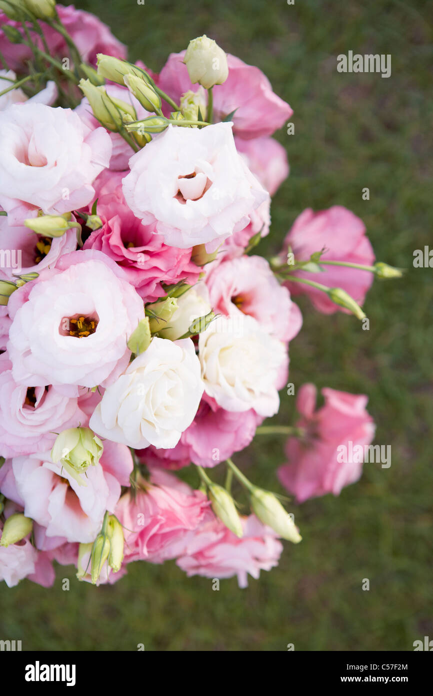 pink flowers in the garden Stock Photo - Alamy