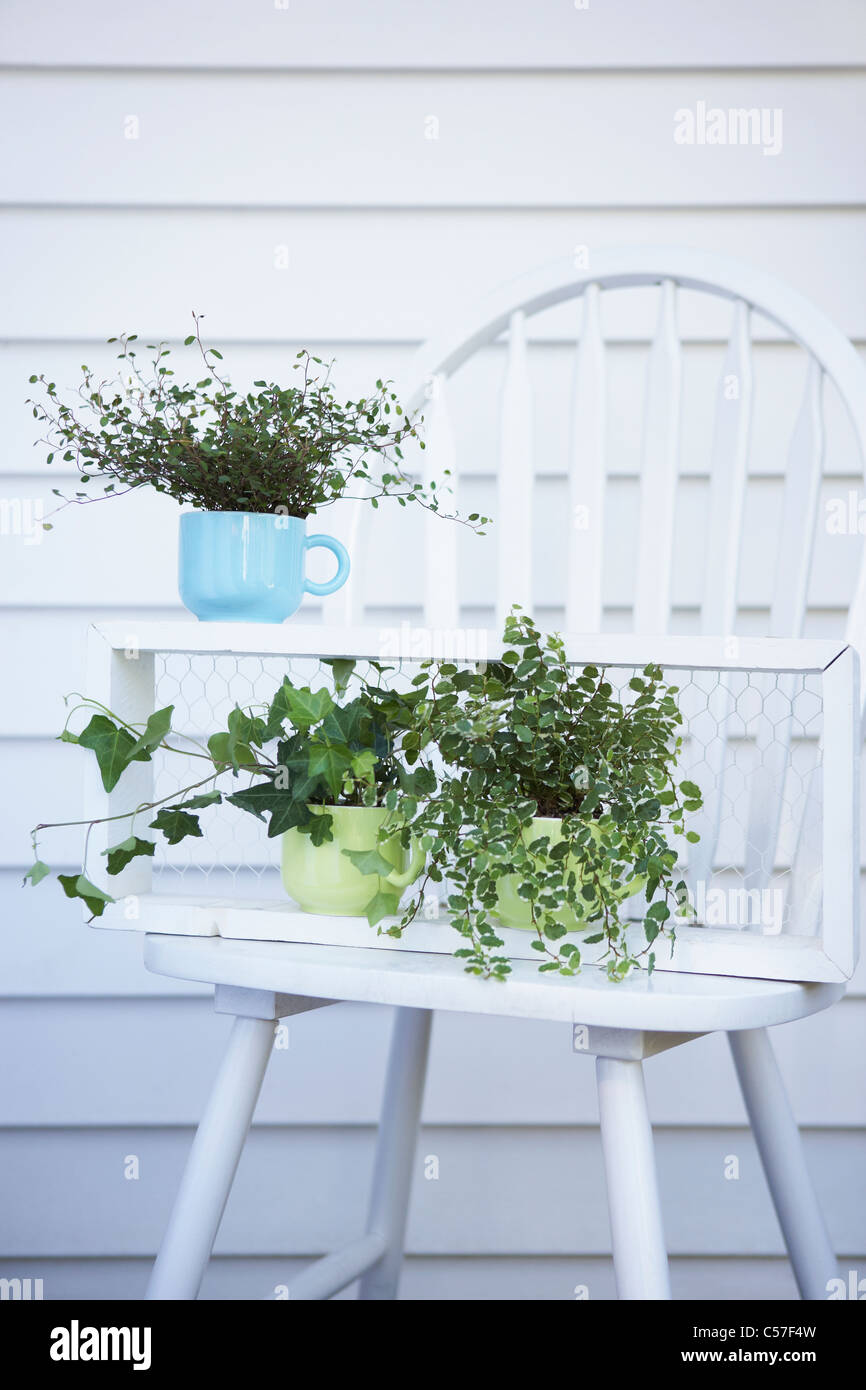 herb plant on the chair Stock Photo