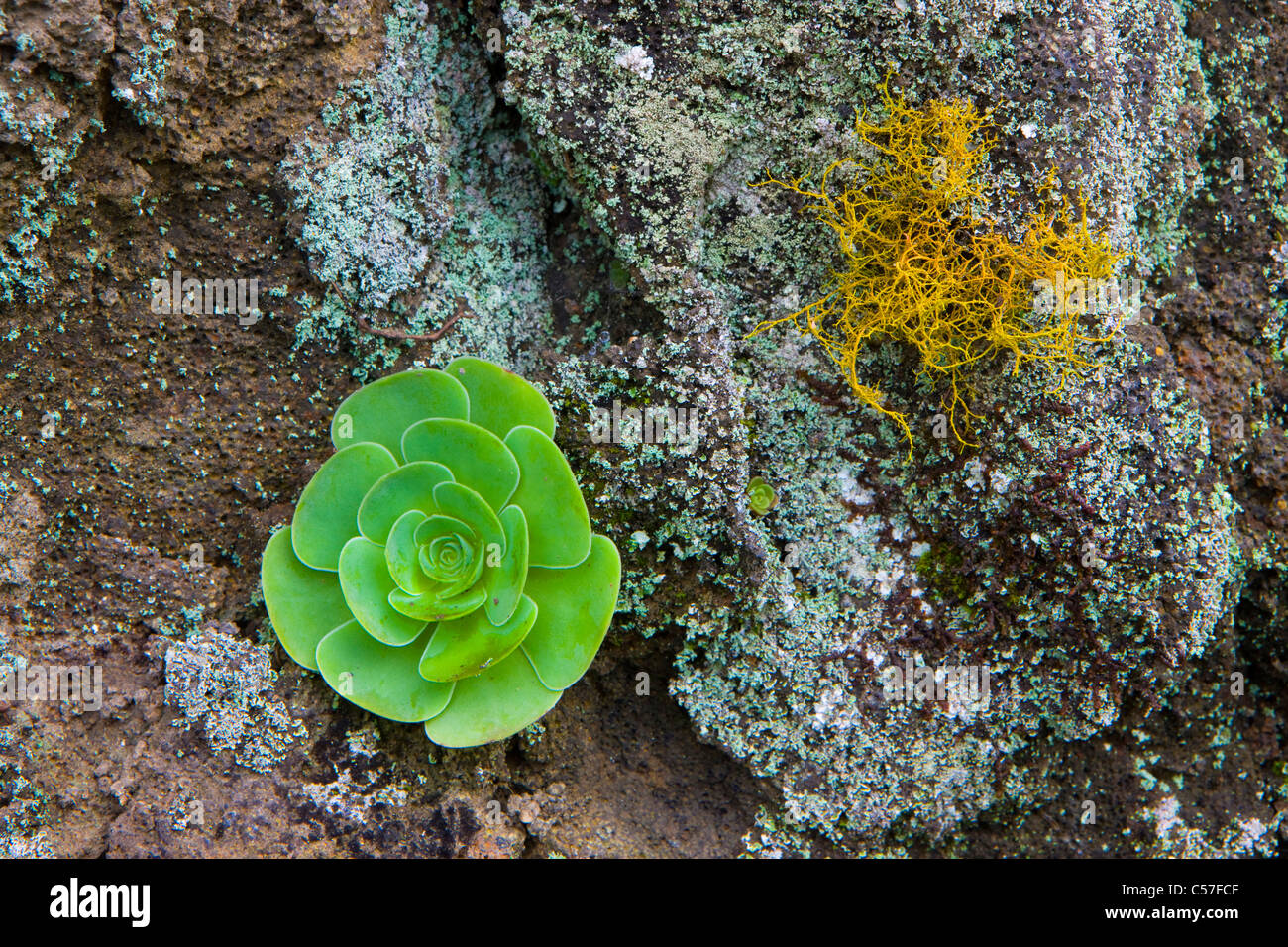 national park, Garajonay, Spain, Europe, Canary islands, isles, La Gomera, island, isle, cliff wall, plant, Aeonium, lichen Stock Photo