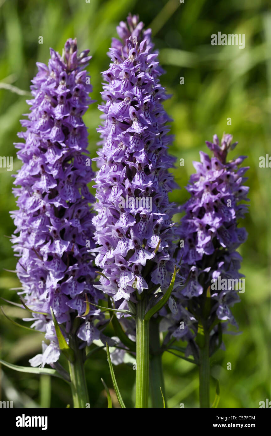 Southern Marsh Orchid Hybrid Stock Photo