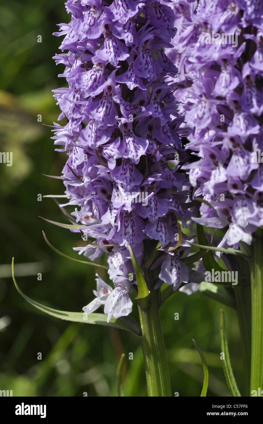 Southern Marsh Orchid Hybrid Stock Photo