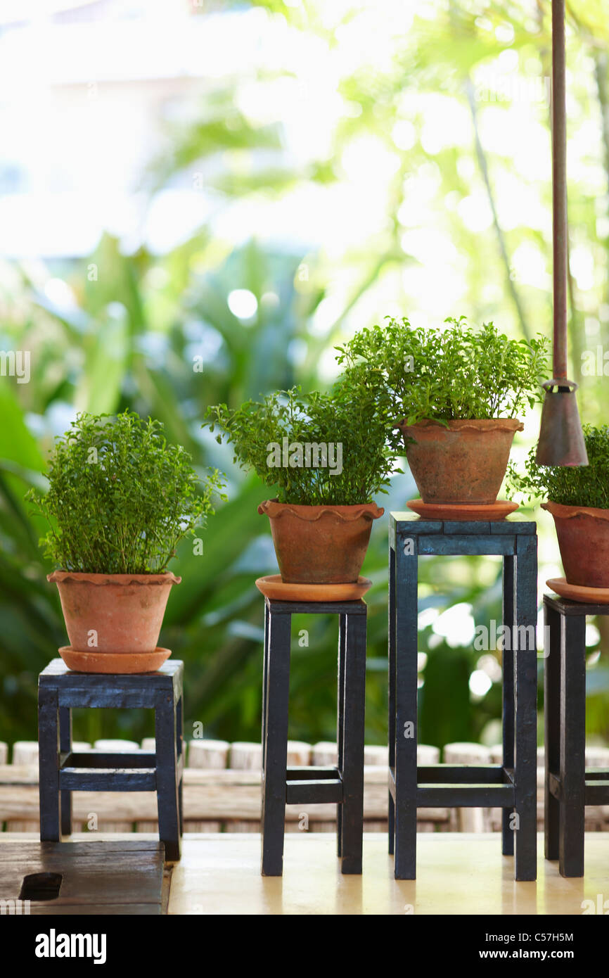 herbs in the flower pot Stock Photo Alamy