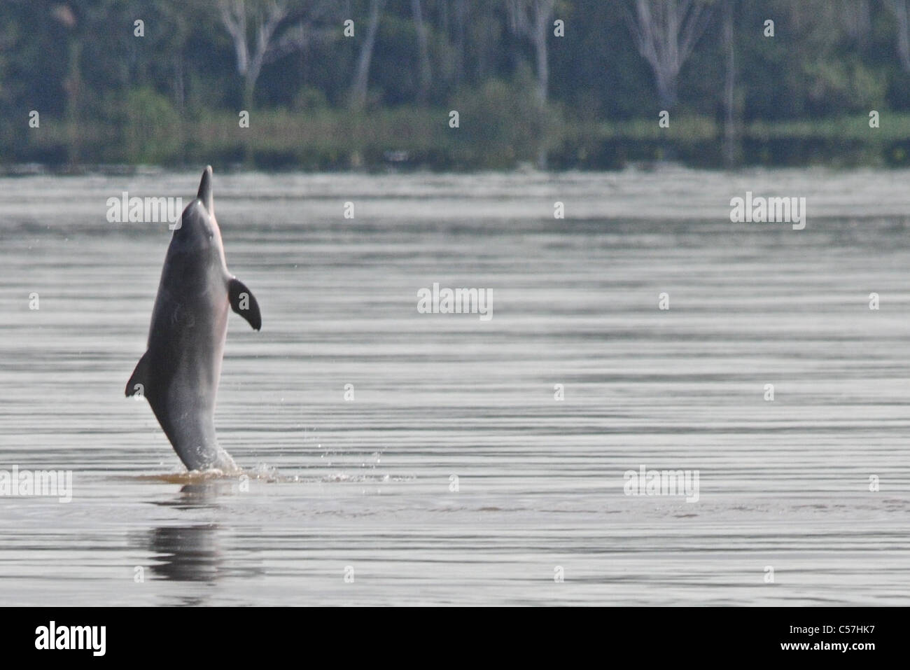 Tucuxi River Dolphin (Sotalia fluviatilis), also known as gray bufeo or black bufeo Stock Photo