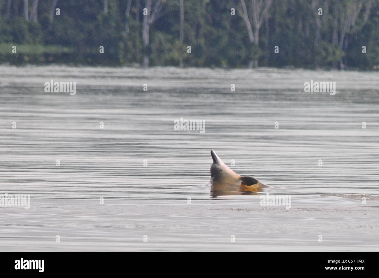 Tucuxi River Dolphin (Sotalia fluviatilis), also known as gray bufeo or black bufeo Stock Photo