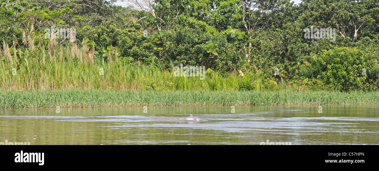 Tucuxi River Dolphin (Sotalia fluviatilis), also known as gray bufeo or black bufeo Stock Photo