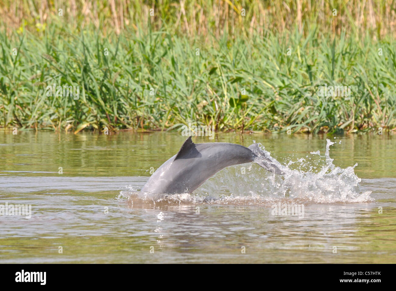 Tucuxi River Dolphin (Sotalia fluviatilis), also known as gray bufeo or black bufeo Stock Photo