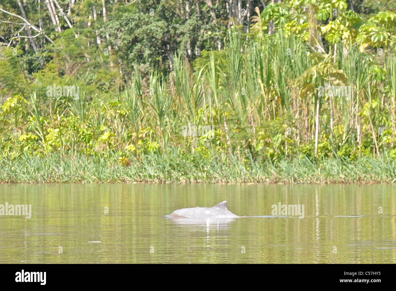 Tucuxi River Dolphin (Sotalia fluviatilis), also known as gray bufeo or black bufeo Stock Photo