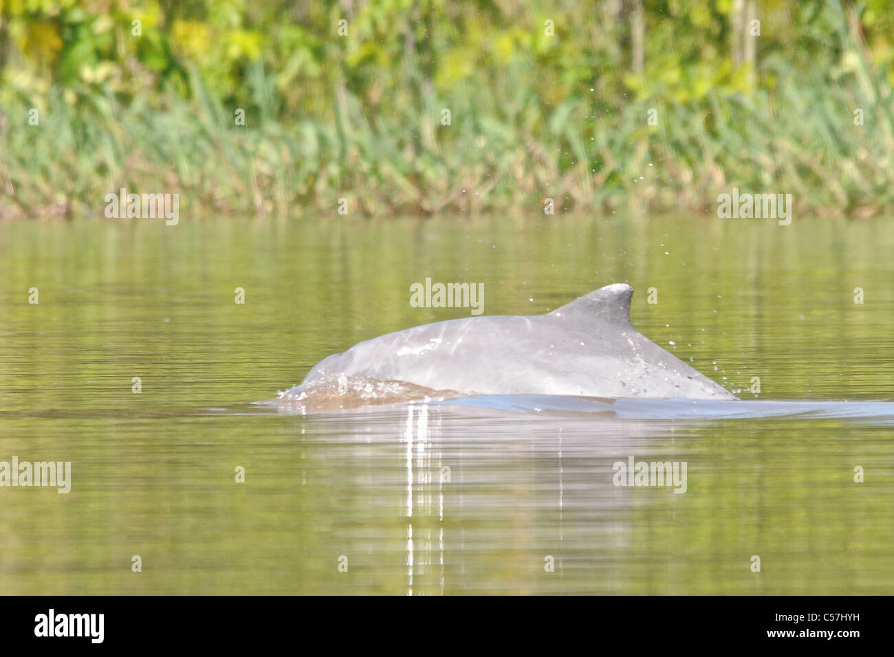 Tucuxi River Dolphin (Sotalia fluviatilis), also known as gray bufeo or black bufeo Stock Photo