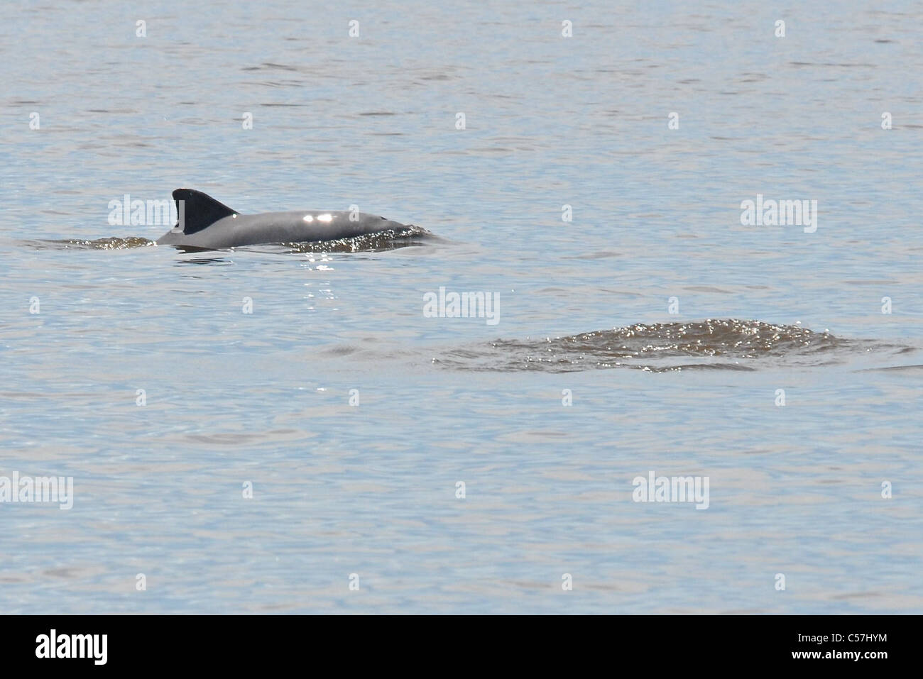 Tucuxi River Dolphin (Sotalia fluviatilis), also known as gray bufeo or black bufeo Stock Photo