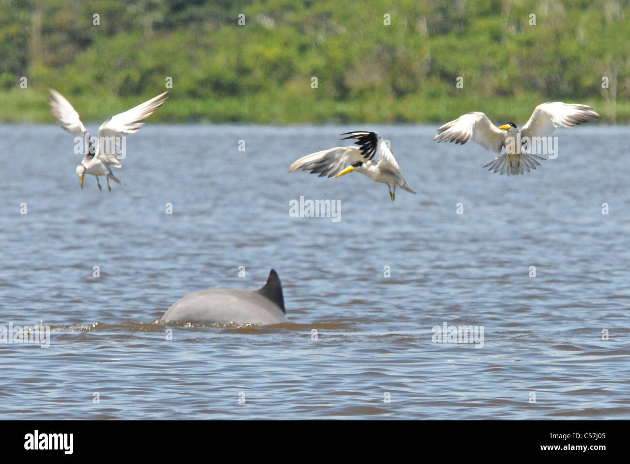 Tucuxi River Dolphin (Sotalia fluviatilis), also known as gray bufeo or black bufeo Stock Photo