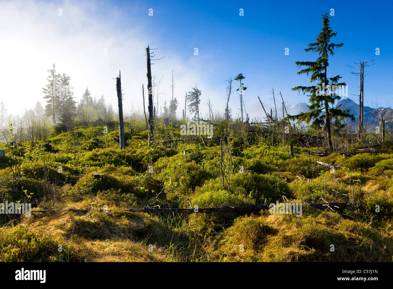 Gagger, forest reserve, Switzerland, Europe, canton Bern, Bernese Oberland, wood, forest, trees, wood, storm damages, fogs Stock Photo