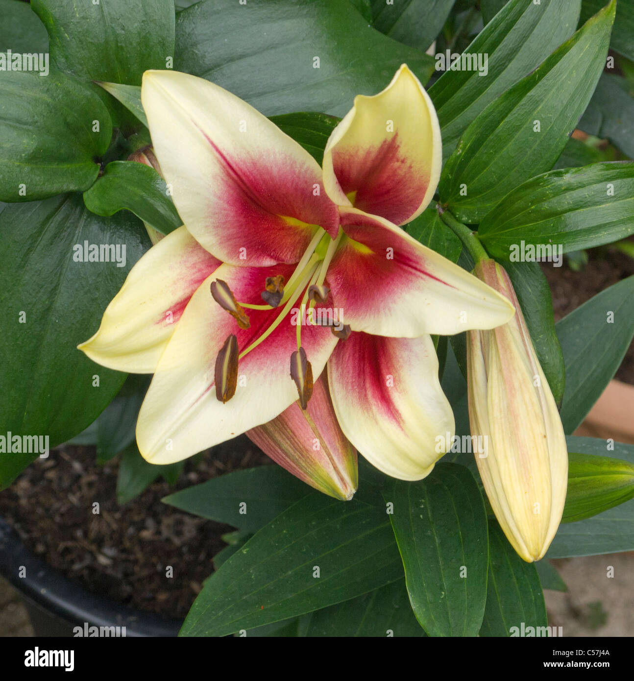 Yellow and red Lily Stock Photo