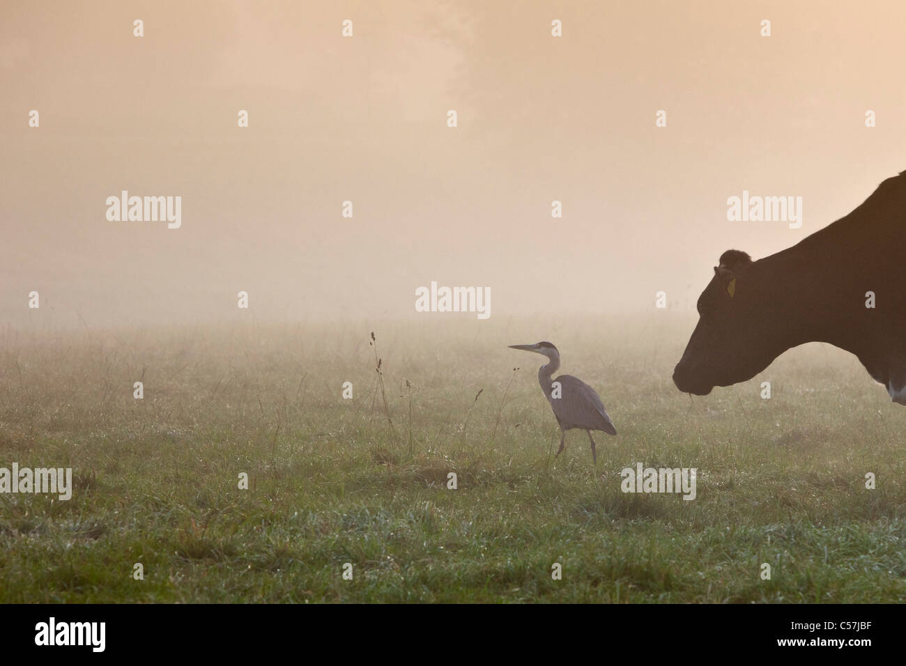 The Netherlands, Breukelen, Cow chasing Grey heron in morning mist. Stock Photo