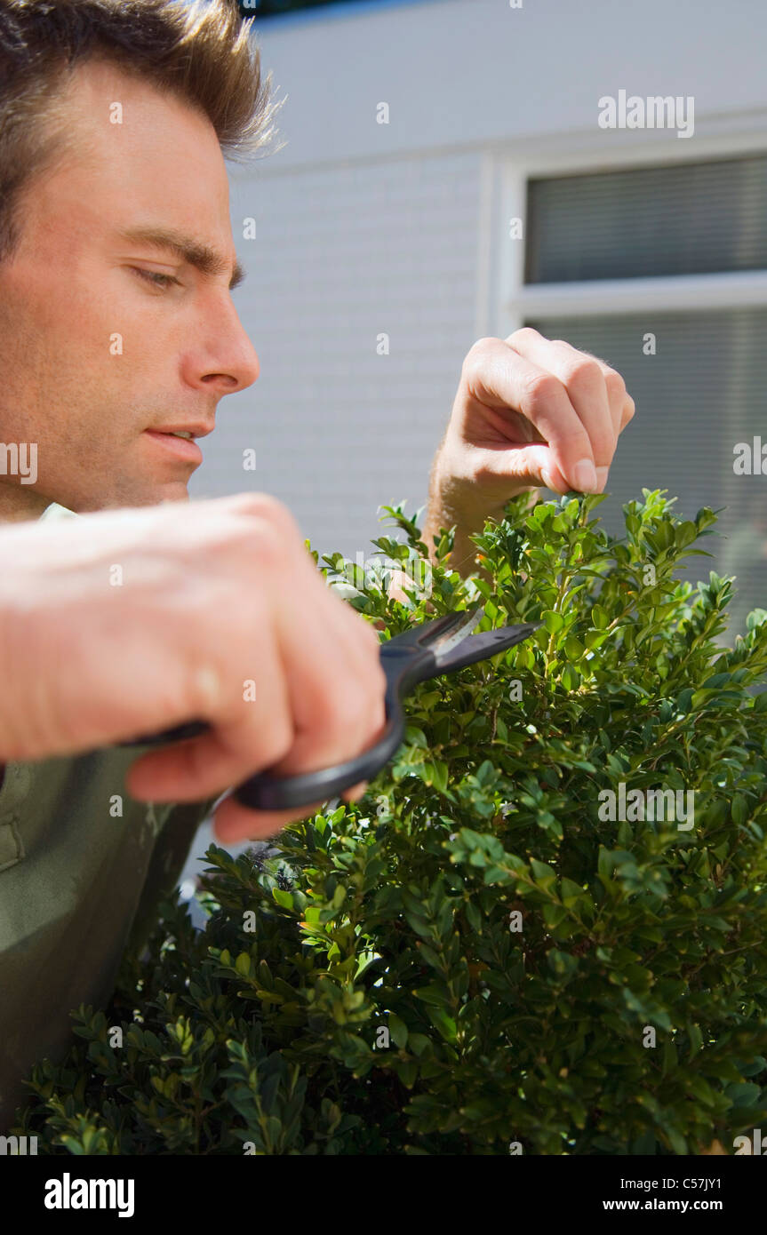 Trimmed Bush