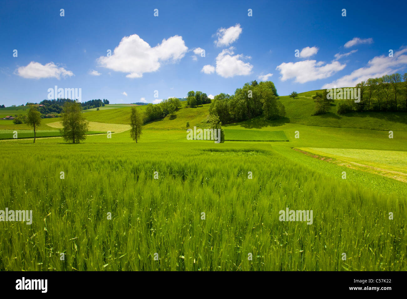 Grain field with trees hi-res stock photography and images - Alamy