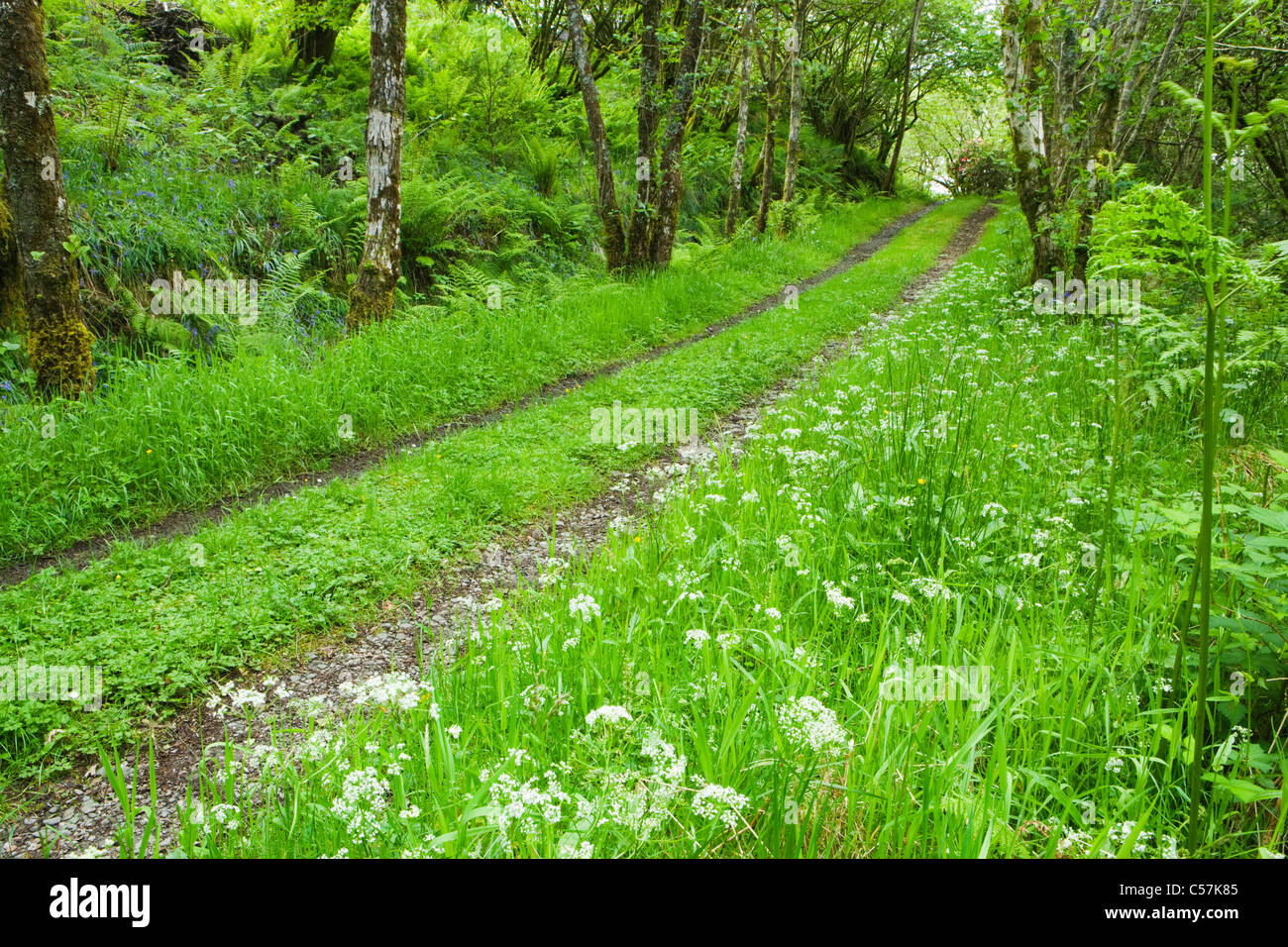Track through woodland. Pignut, Conopodium majus, in foreground (white flower). Scotland, UK Stock Photo