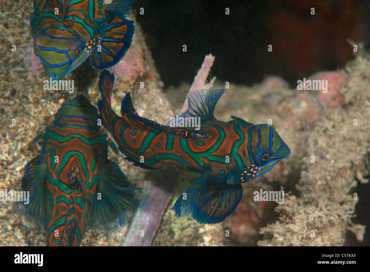 Three Mandarinfish on a reef in Indonesia. Stock Photo
