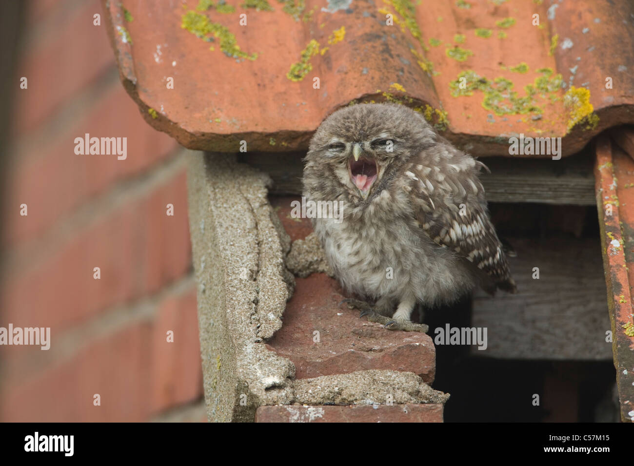 Little Owl on the roof of a derelict building Stock Photo Alamy