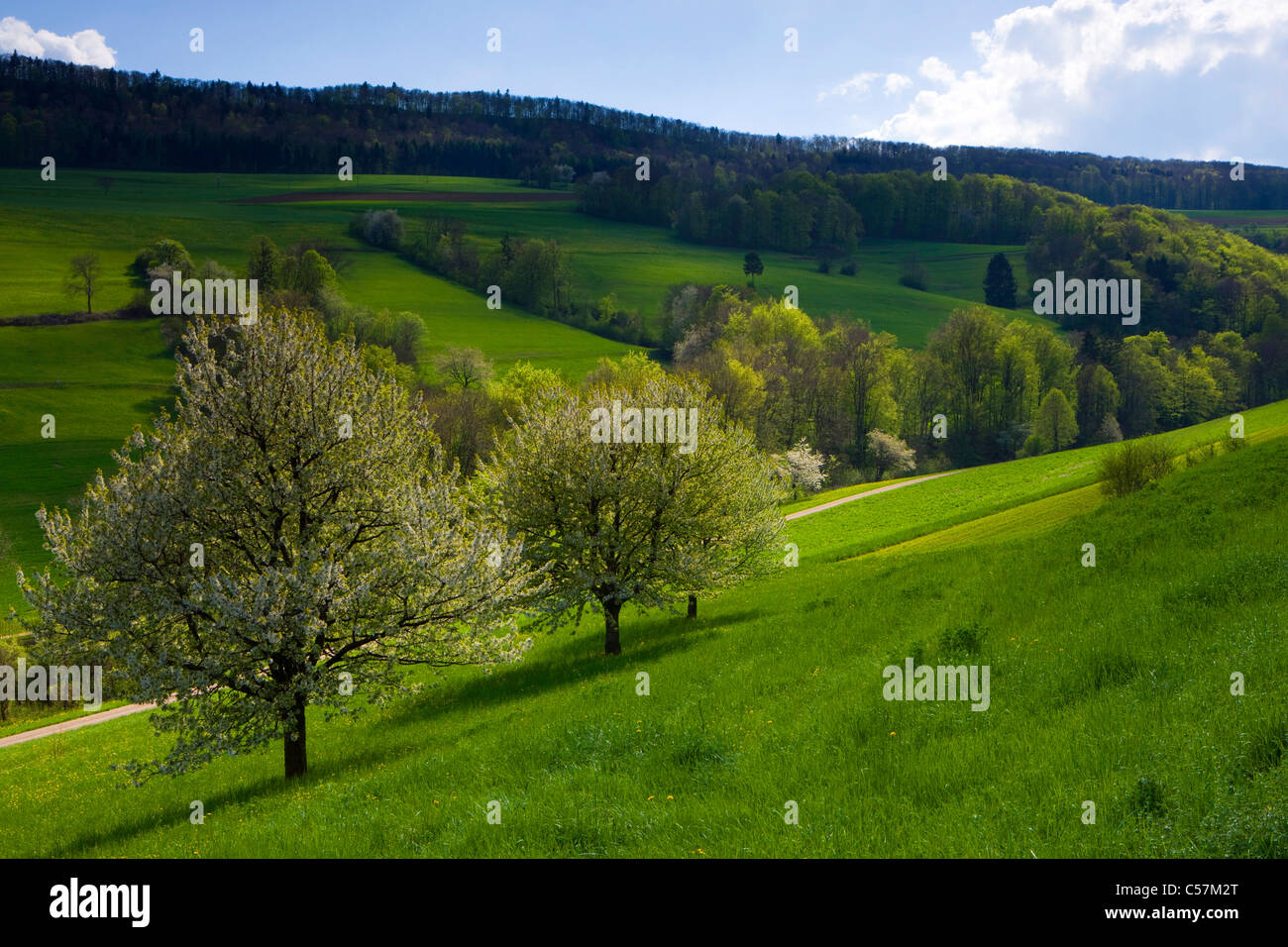 Talheim Thalheim, Switzerland, Europe, canton Aargau, meadows, wood, forest ...
