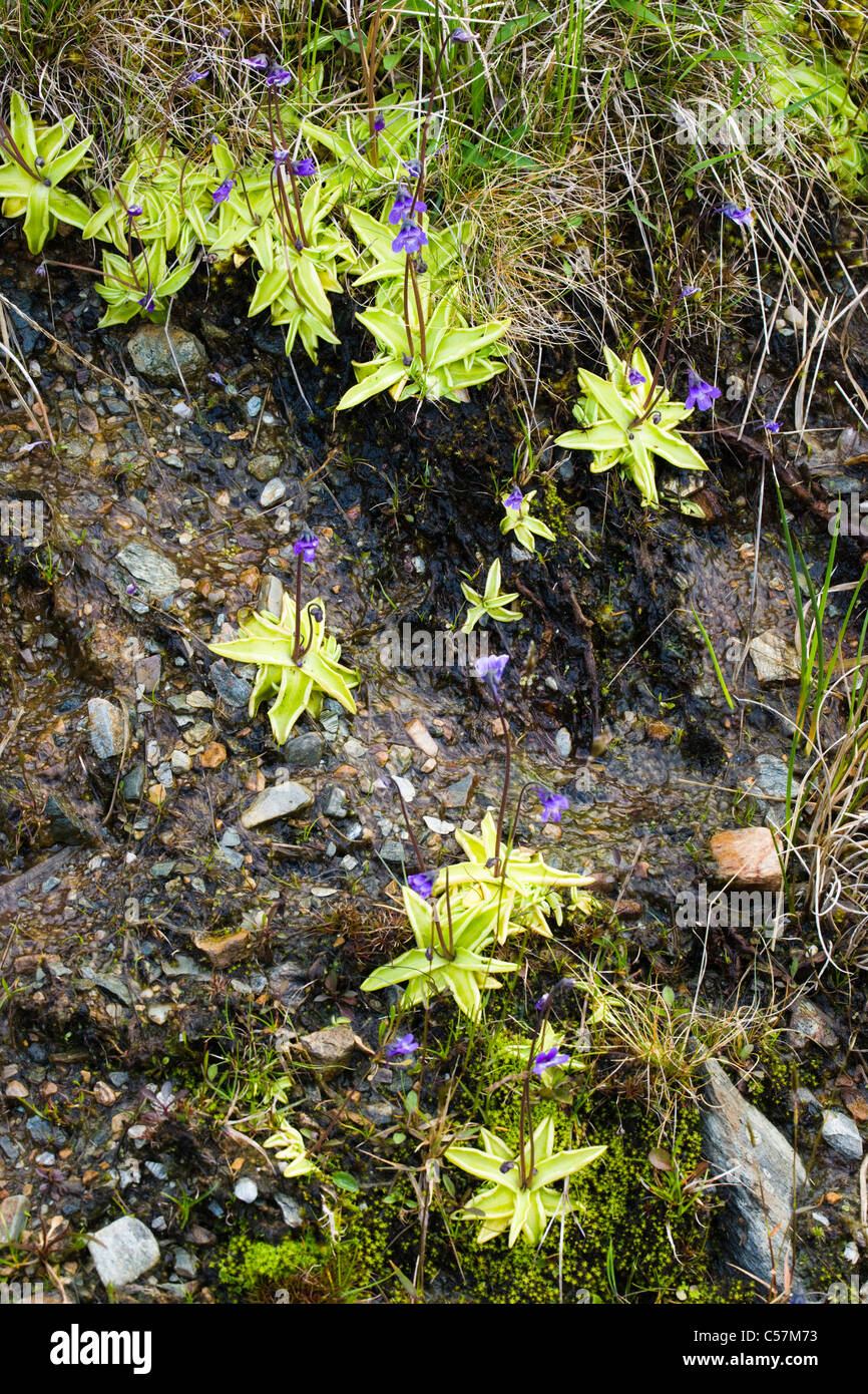 Common Butterwort, Pinguicula vulgaris. Scotland, UK Stock Photo