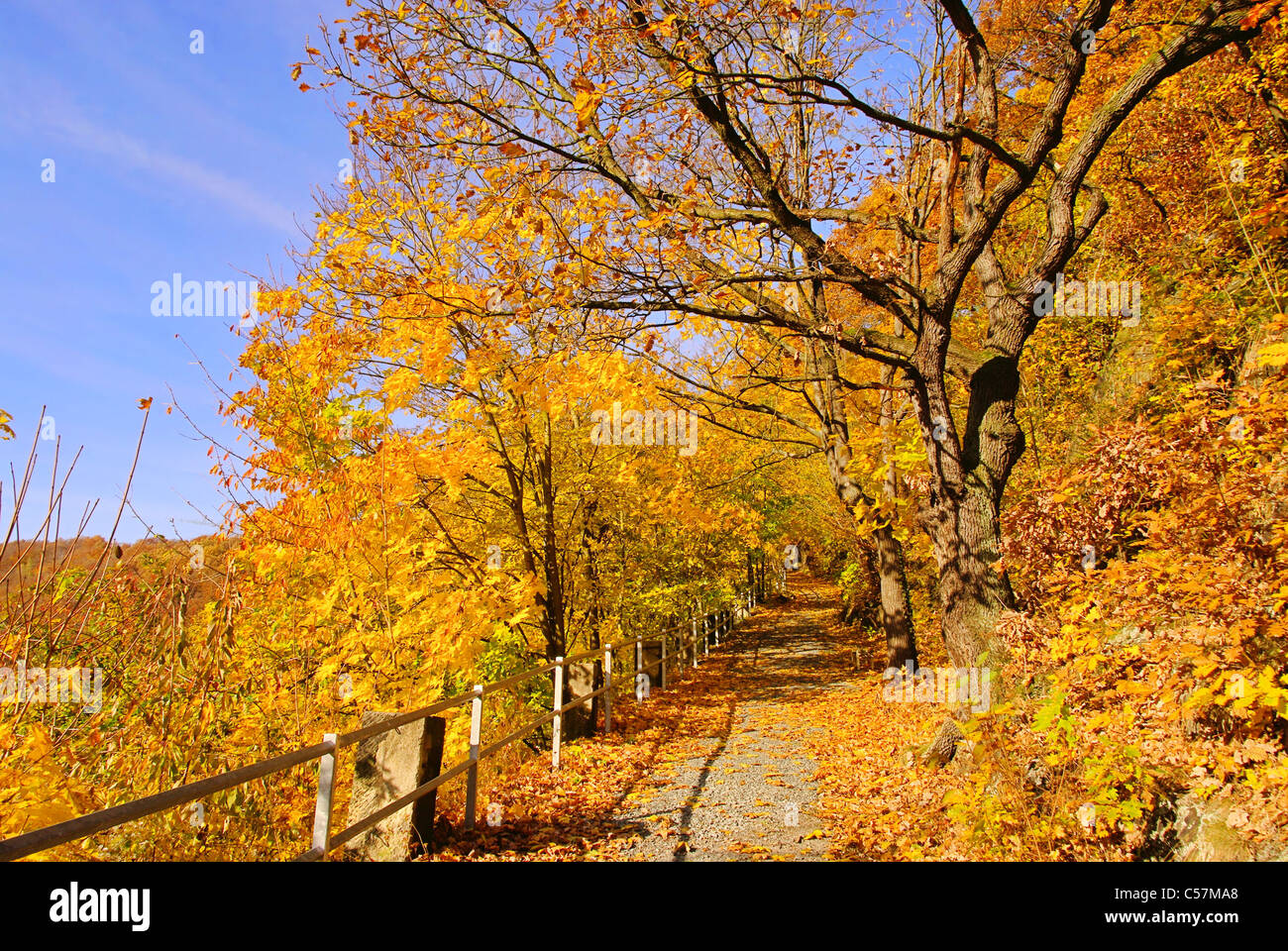 Indian beech tree hi-res stock photography and images - Alamy