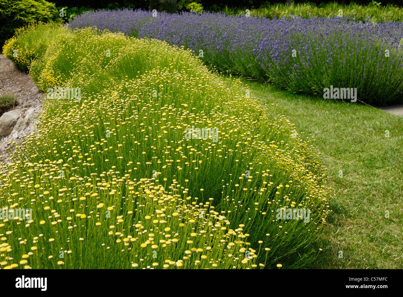 Bushes of Santolina rosmarinifolia in English country garden. East Sussex. England Stock Photo