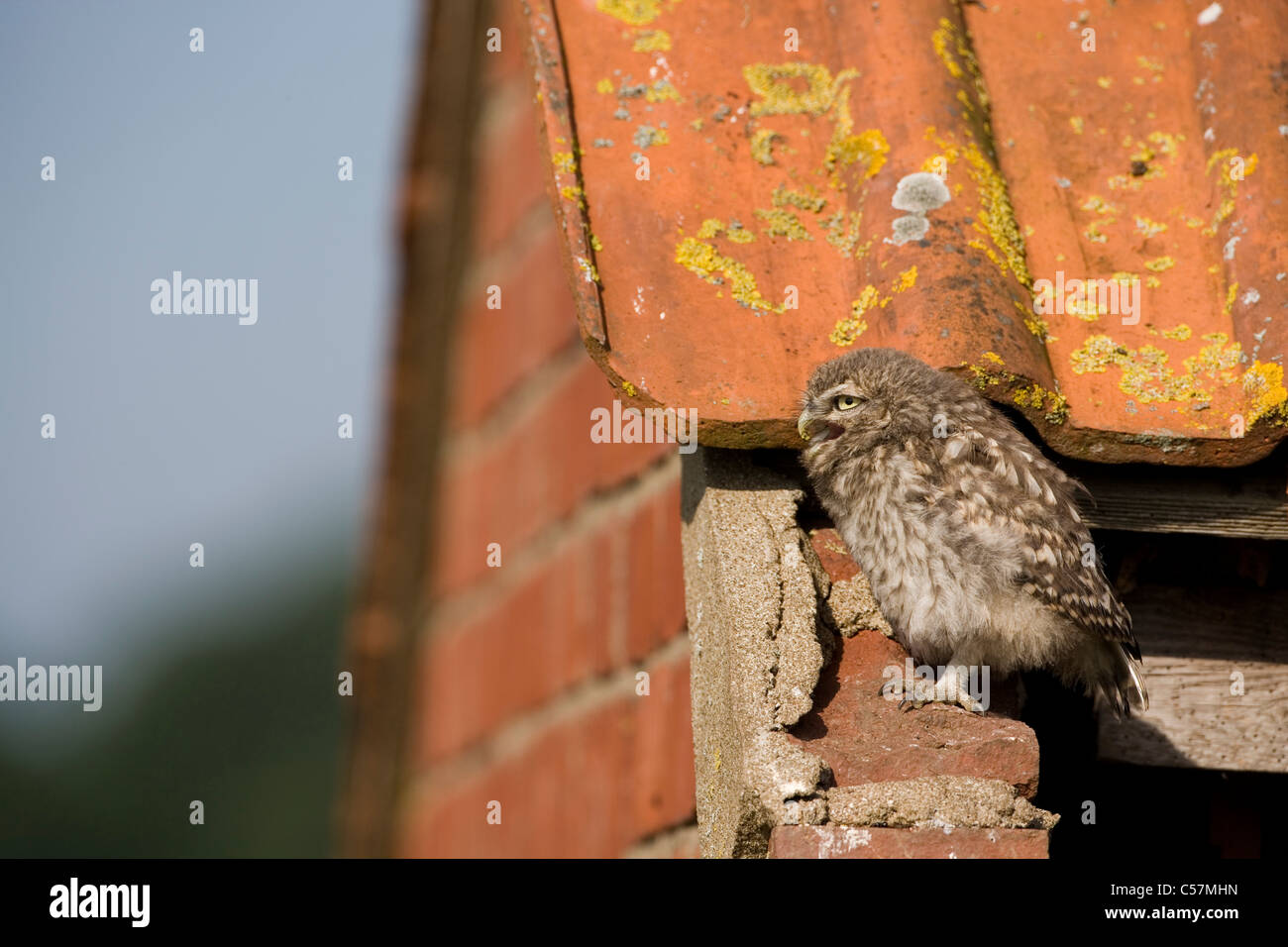 Little Owl on the roof of a derelict building Stock Photo Alamy