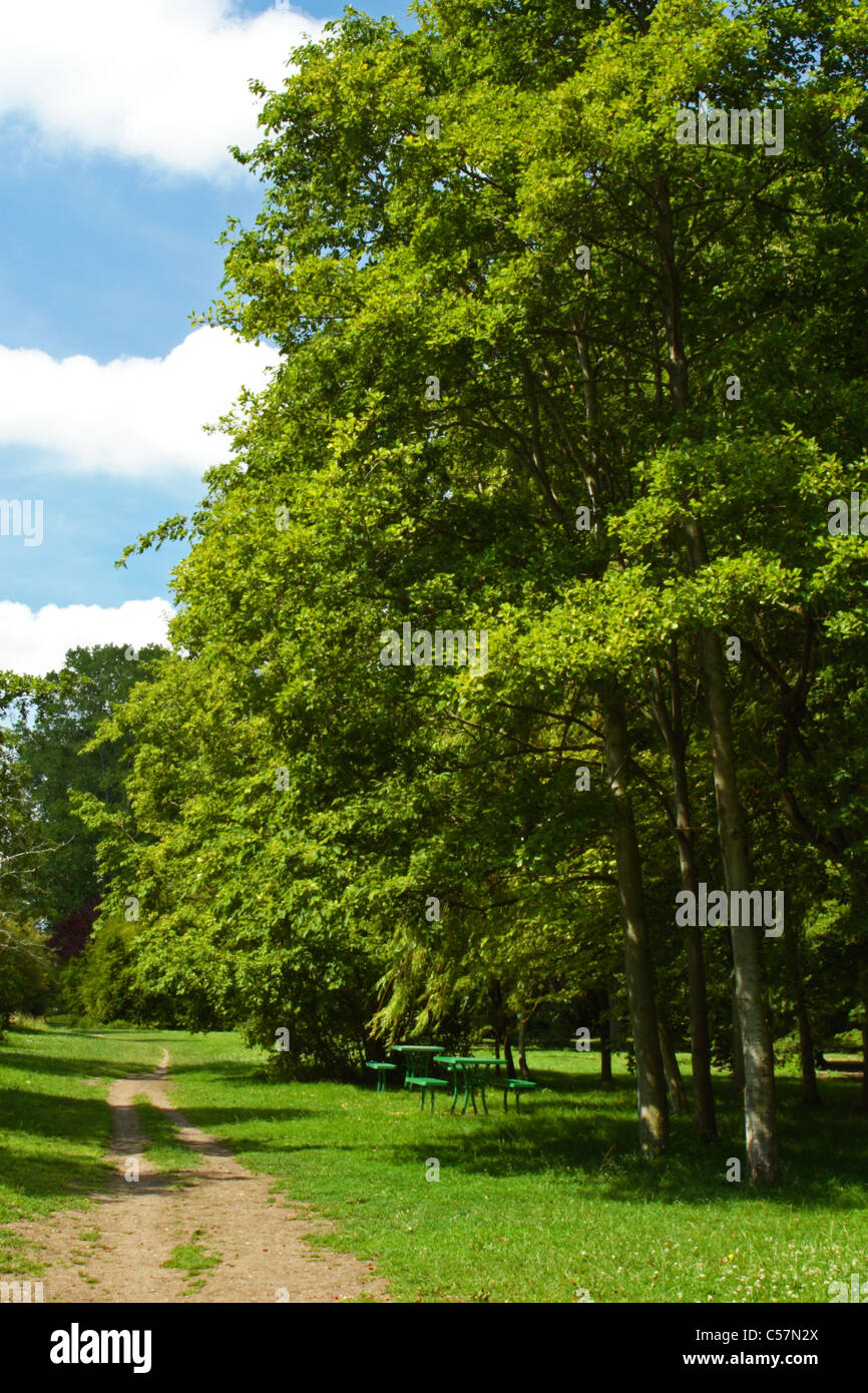 A picnic site shaded by tall trees along the Thames Path between Marlow