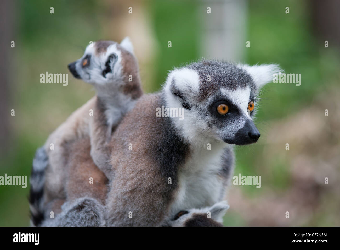 Close Up Of A Ring Tailed Lemur With Her Cute Baby Lemur Catta