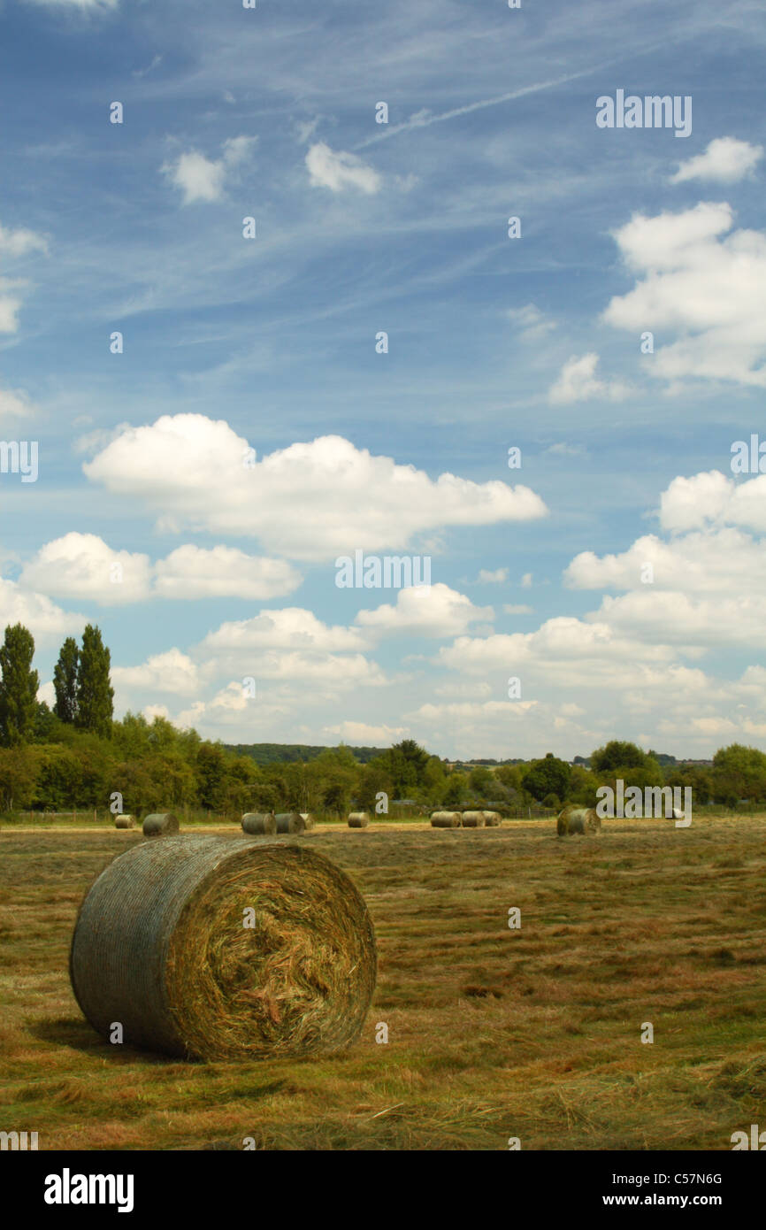 Bales of rolled hay in a field at Bourne End, Buckinghamshire, United Kingdom Stock Photo