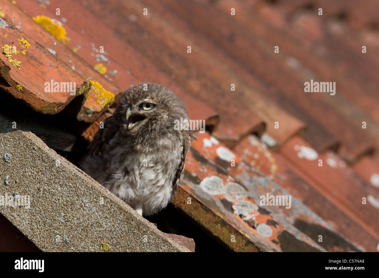 Fledgling and nest hires stock photography and images Alamy