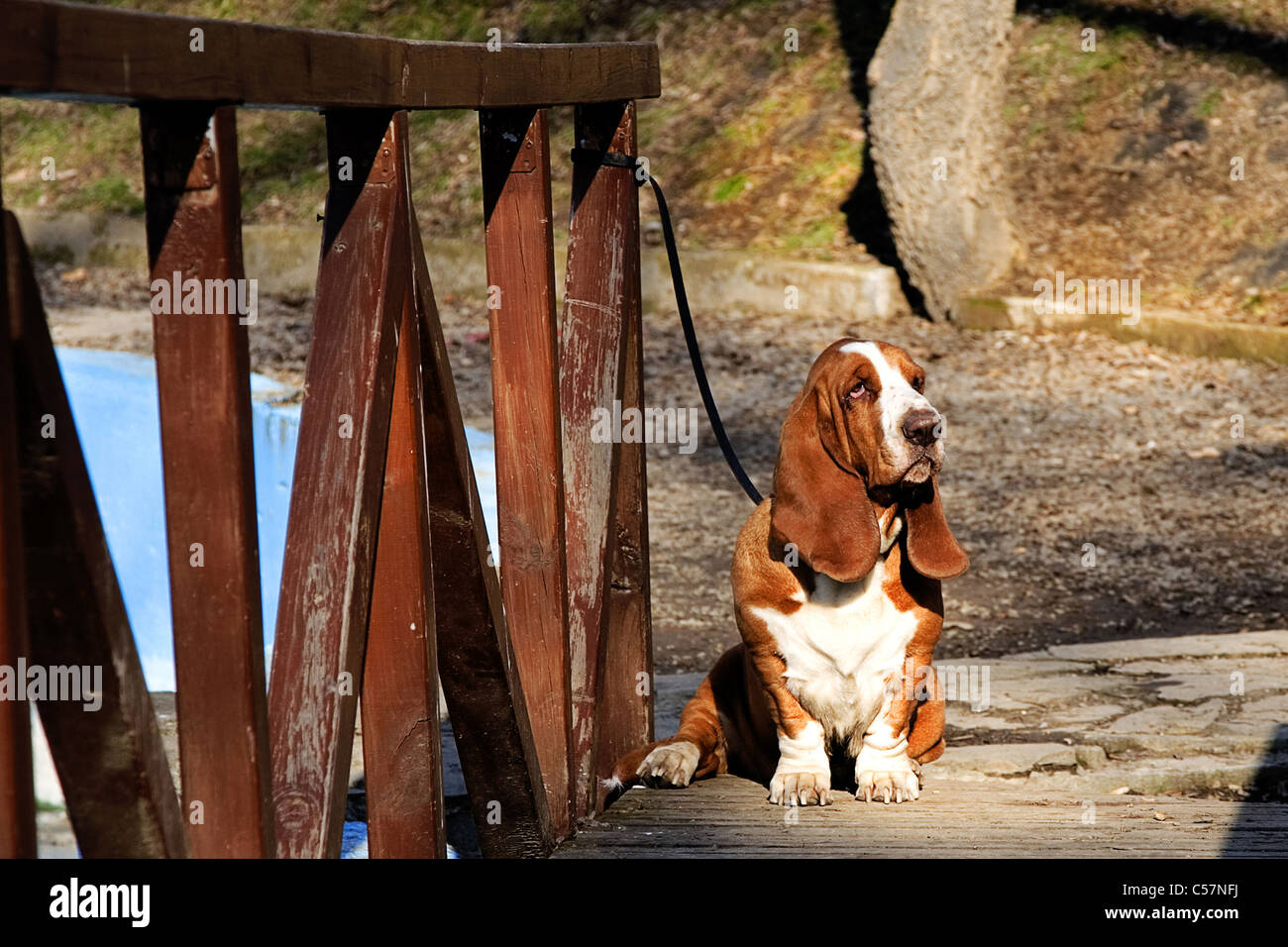 sad dog, basset hound on wooden bridge Stock Photo
