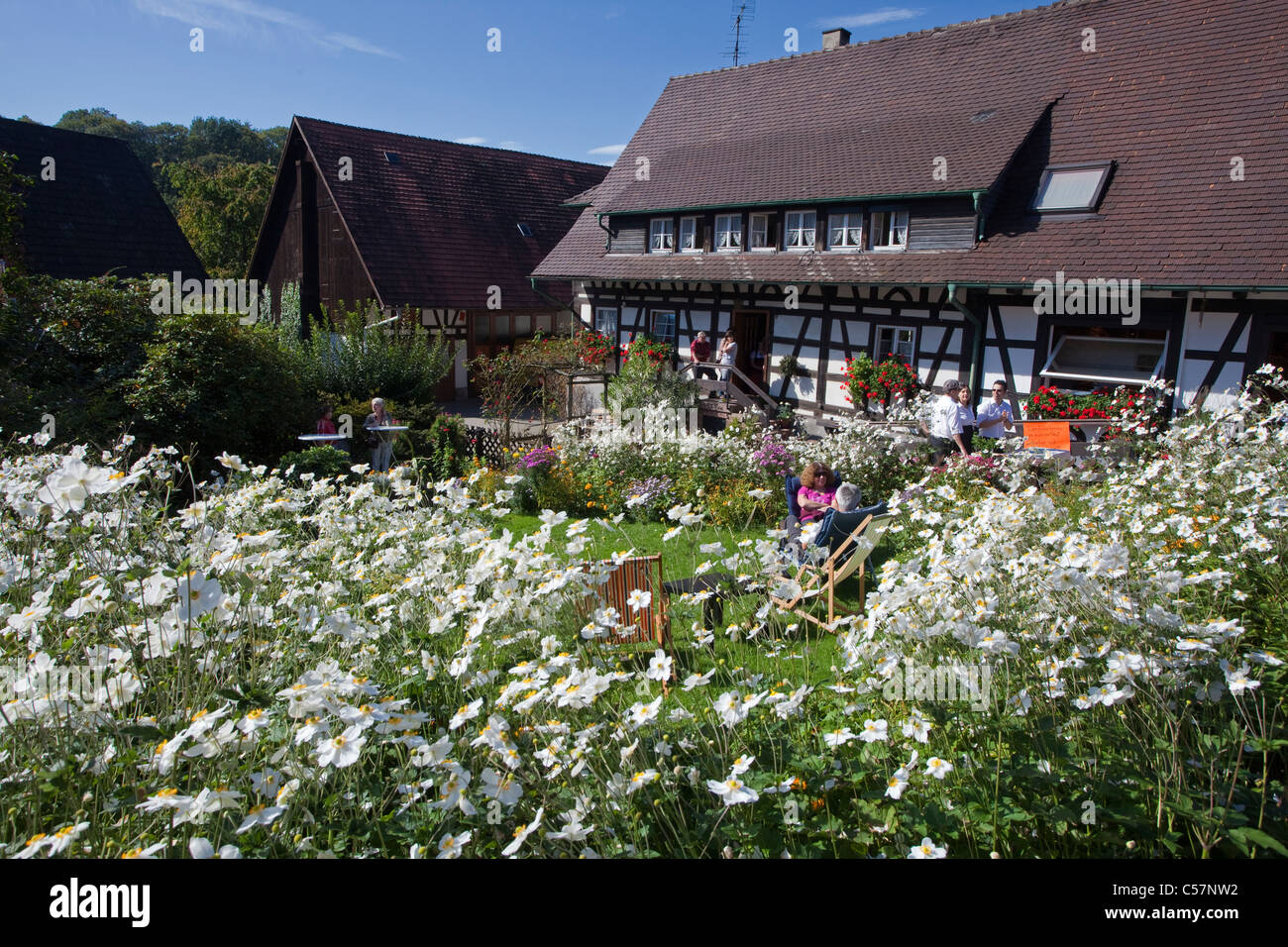 Bauernhaus und Bauerngarten in Sasbachwalden, Herbstanemonen, Anemone altaica,Half-timbered house and flower garden, Windflower Stock Photo