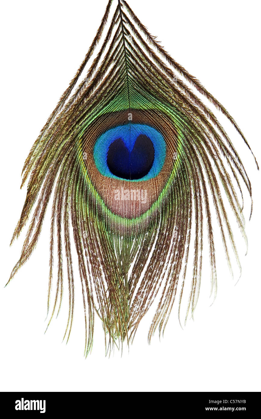Detail of peacock feather eye on white background Stock Photo - Alamy, image size:866x1390