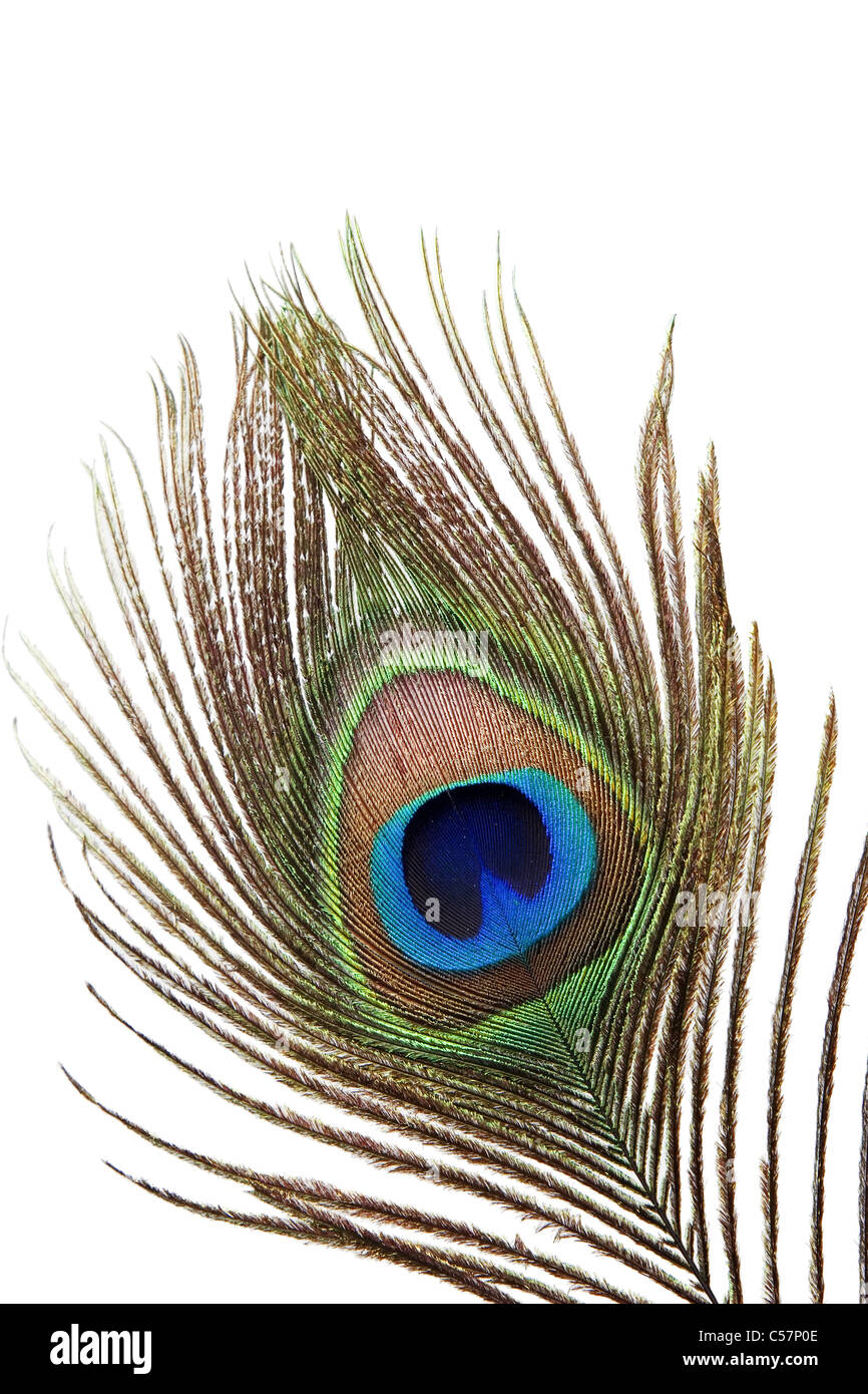 Detail of peacock feather eye on white background Stock Photo