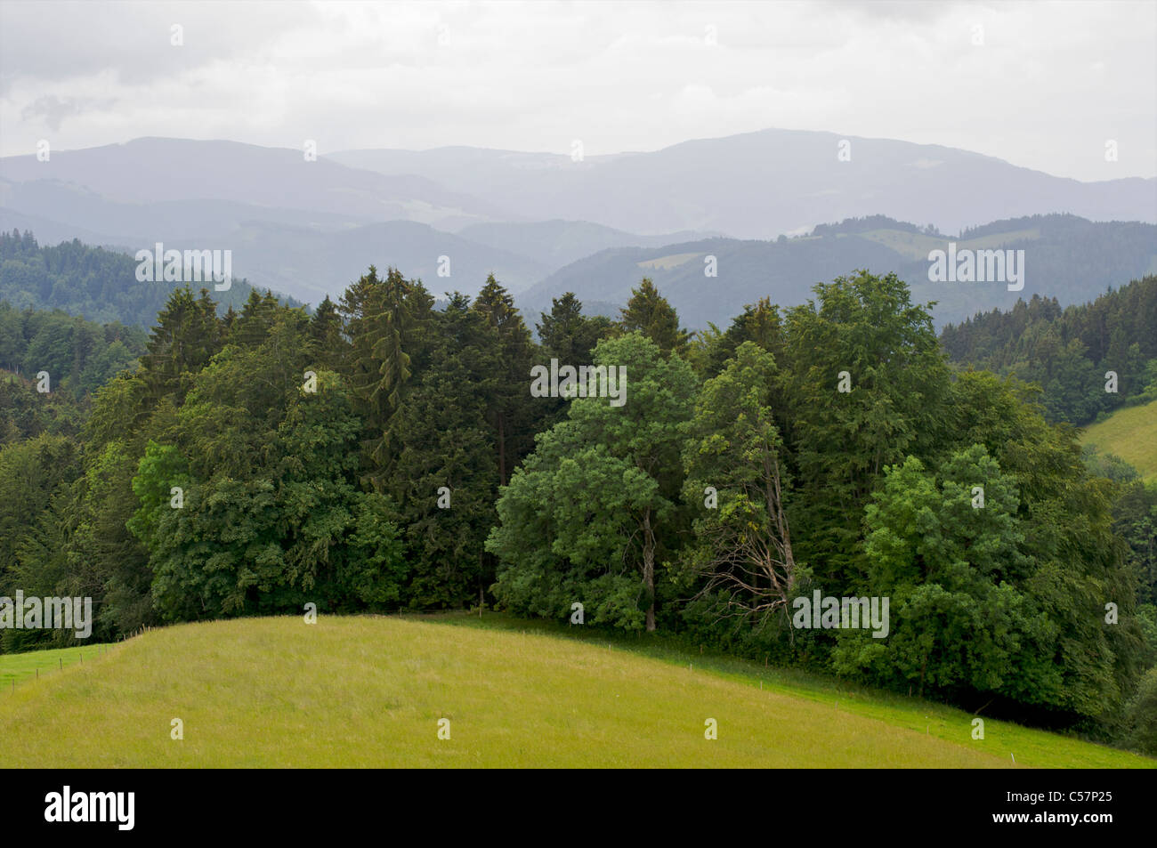 A green landscape and beautiful scenery with pine trees and hills in Schwarzwald, Baden-Wurttemberg, Germany Stock Photo