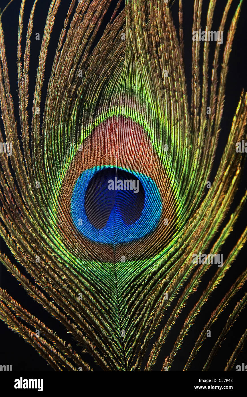Detail of peacock feather eye on black background Stock Photo