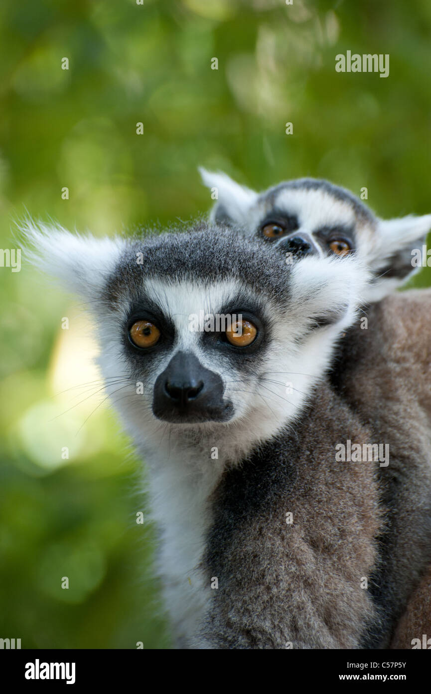 Close Up Ring Tailed Lemur Cute Baby Stock Photos Close Up Ring