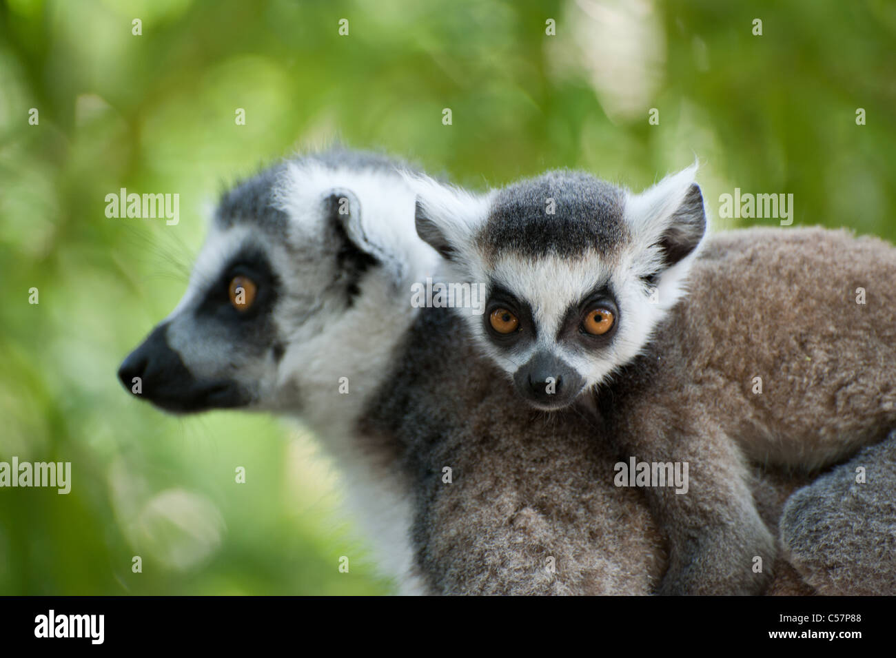 Close Up Of A Ring Tailed Lemur With Her Cute Baby Lemur Catta