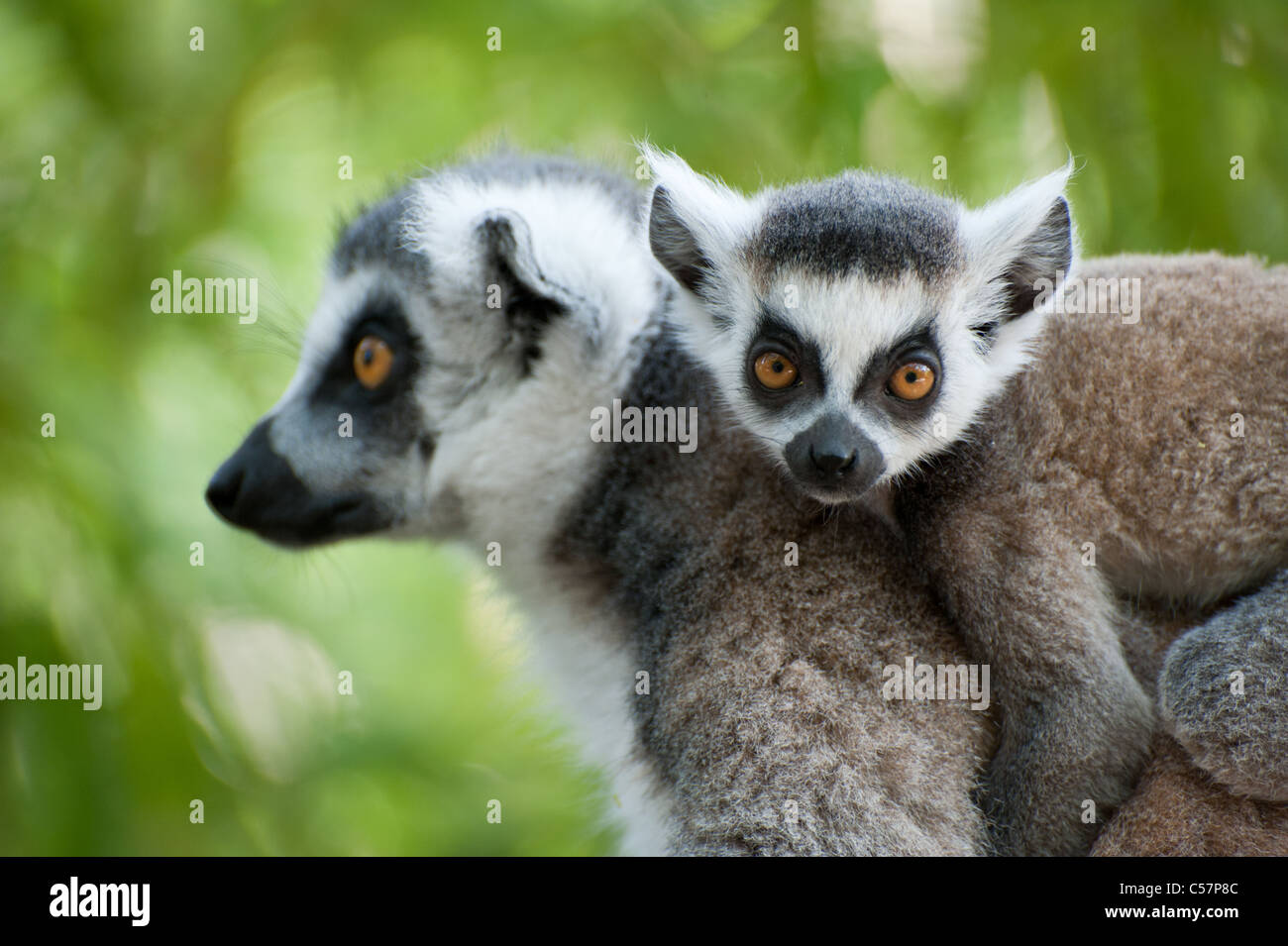 close-up of a ring-tailed lemur with her cute baby (Lemur catta) Stock Photo