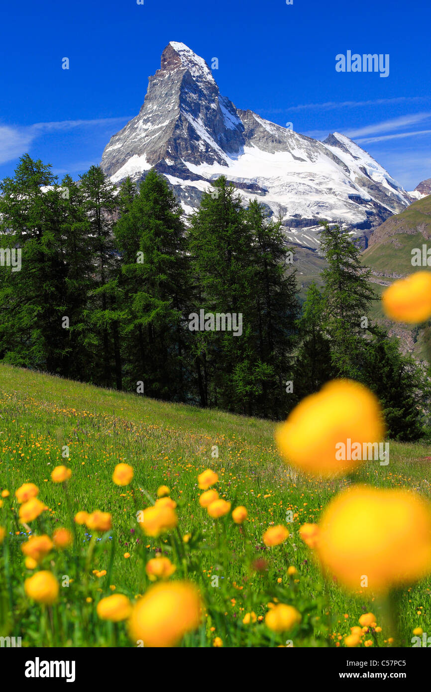Alps, Alpine flora, Alpine panorama, view, mountain, mountain flora, mountain panorama, ice, cliff, rock, flora, mountains, summ Stock Photo