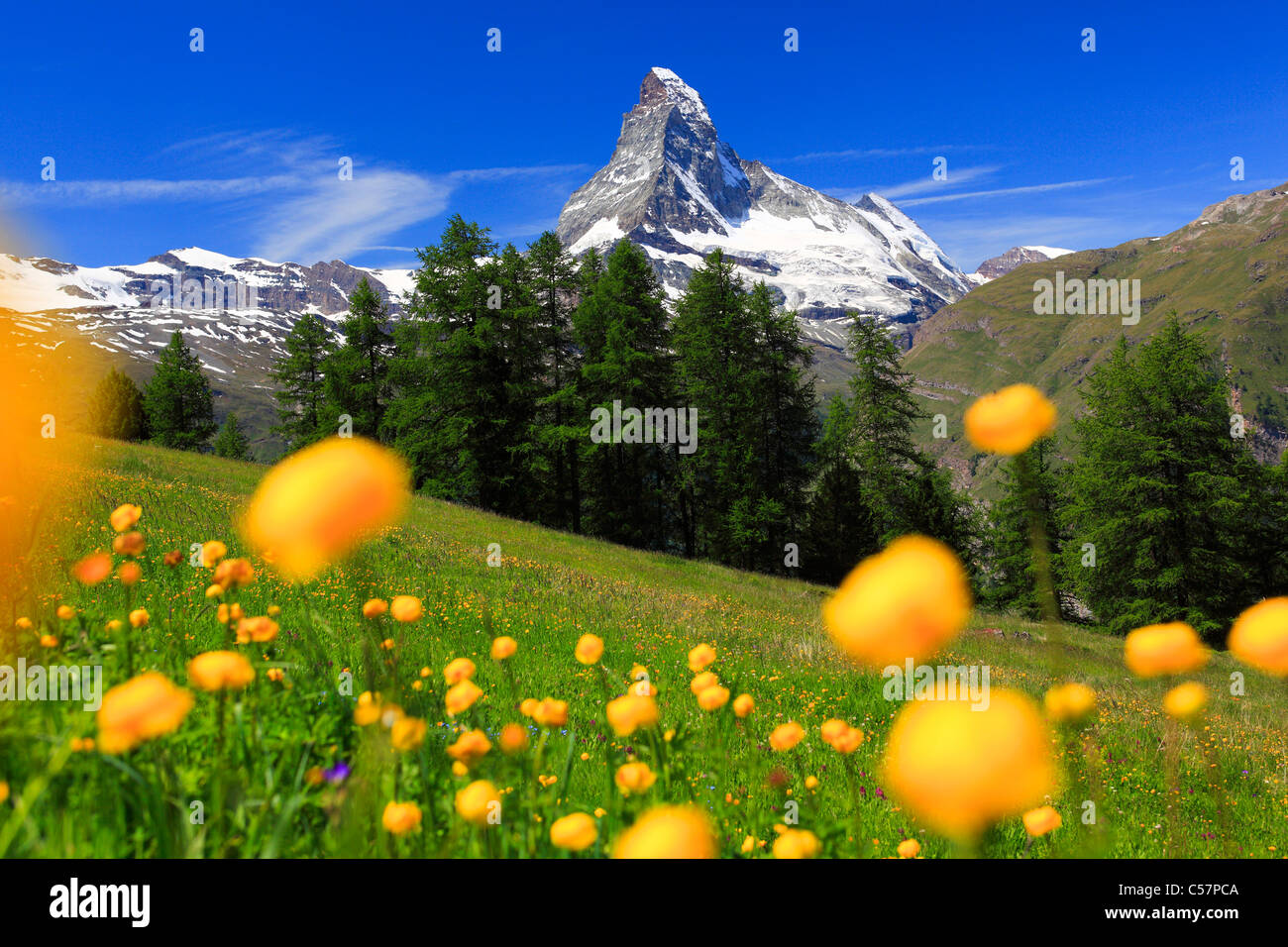 Alps, Alpine flora, Alpine panorama, view, mountain, mountain flora, mountain panorama, ice, cliff, rock, flora, mountains, summ Stock Photo